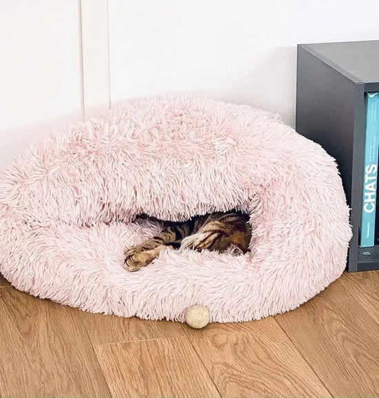 Top 10 des astuces pour rendre votre maison plus confortable pour votre chat